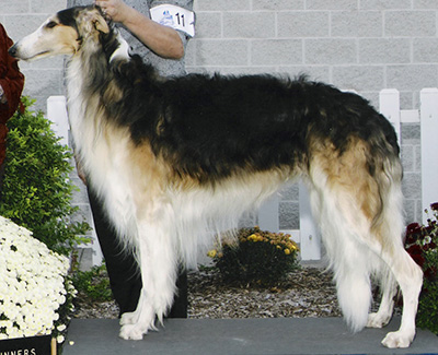 Top Obedience Borzoi 2010